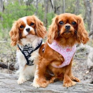 Fleur Harness