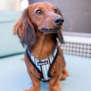 Stripe Harness